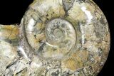 Polished Ammonite Fossil From Madagascar - Giant Specimen! #168528-4